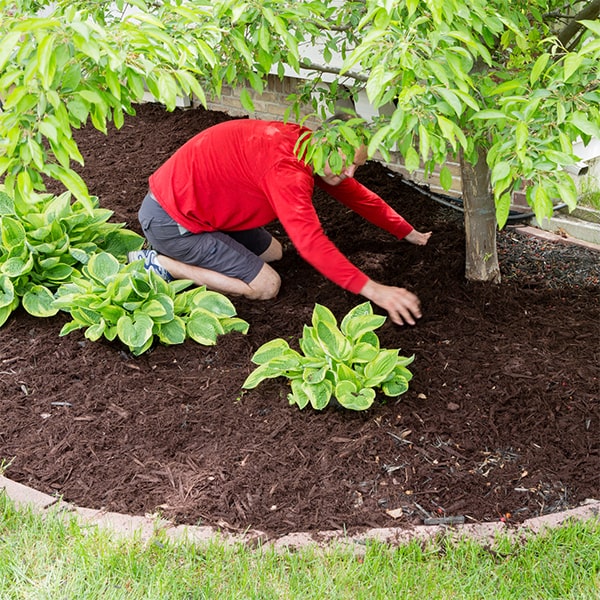 mulch installation mulch can be installed around trees and shrubs to help retain moisture and regulate soil temperature